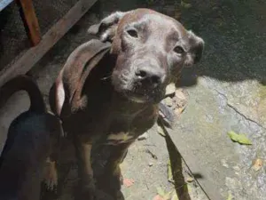 Cachorro raça Labrador idade 7 a 11 meses nome Kiara 