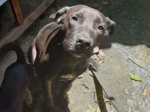 Cachorro ra a Labrador idade 7 a 11 meses nome Kiara 