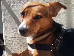 Cachorro raça SRD-ViraLata idade 1 ano nome NinaBaixinha