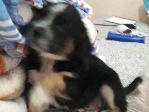 Cachorro raça SRD idade Abaixo de 2 meses nome Sem nome_ filhote