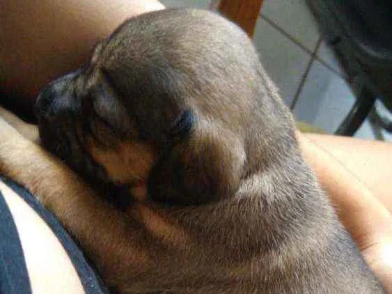Cachorro ra a Vira lata idade Abaixo de 2 meses nome Akira