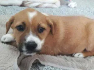 Cachorro raça SRD idade Abaixo de 2 meses nome Sem nome_ filhote