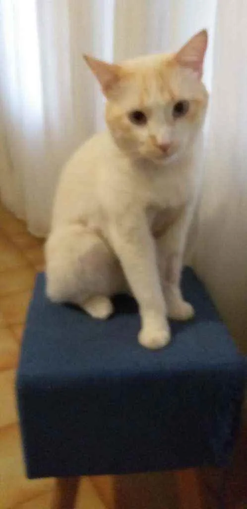 Gato ra a Vira lata idade 2 anos nome Alvinho