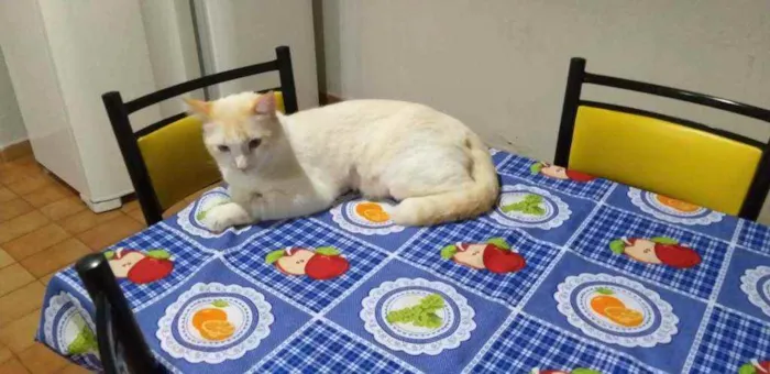 Gato ra a Vira lata idade 2 anos nome Alvinho