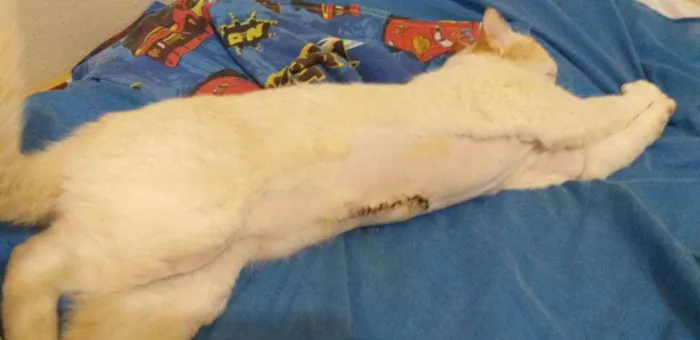 Gato ra a Vira lata idade 2 anos nome Alvinho