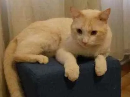 Gato ra a Vira lata idade 2 anos nome Alvinho