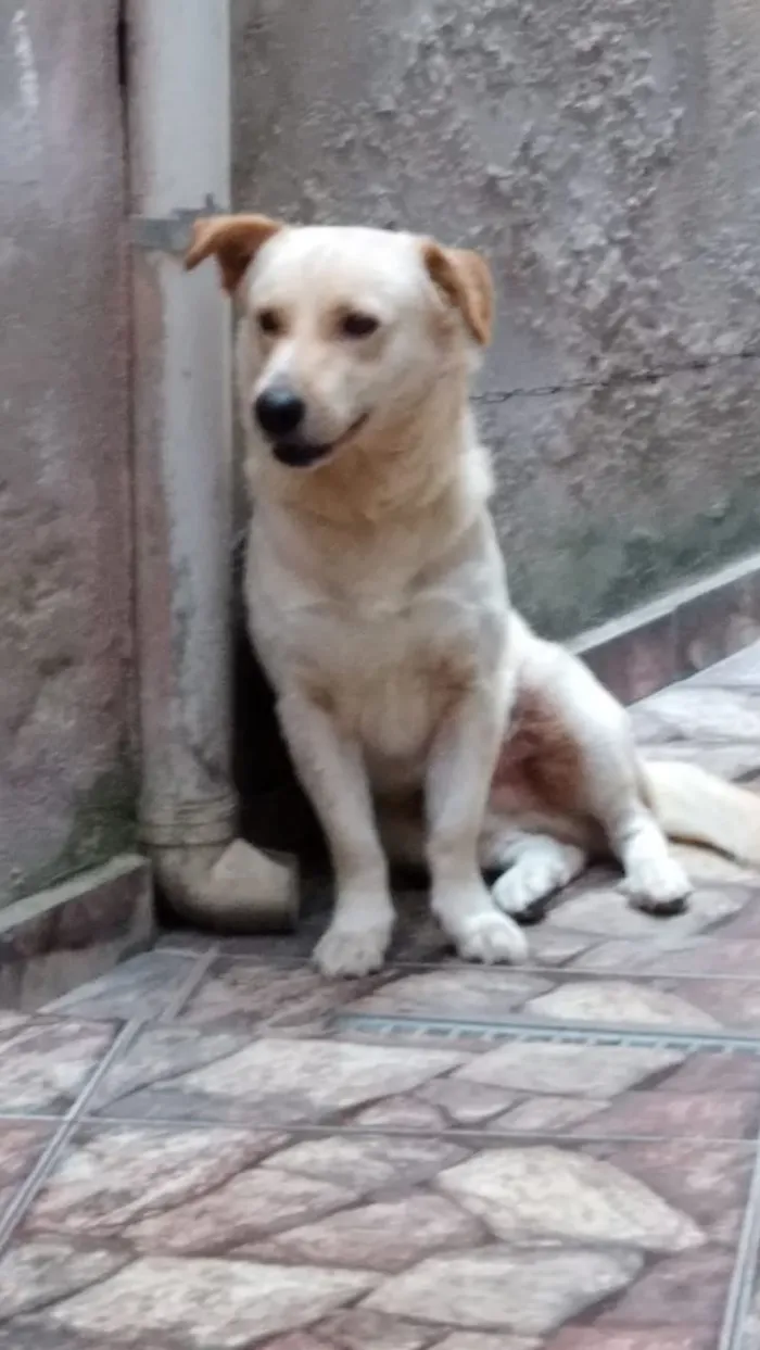 Cachorro raça  idade 2 anos nome Luky