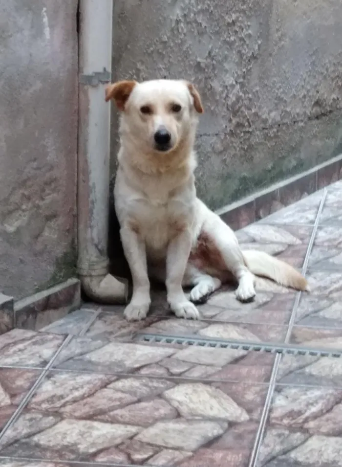 Cachorro raça  idade 2 anos nome Luky
