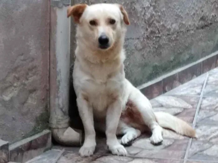 Cachorro raça  idade 2 anos nome Luky