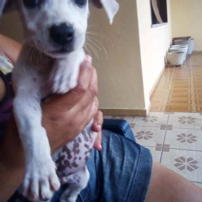 Cachorro raça Rsd idade Abaixo de 2 meses nome Pig 
