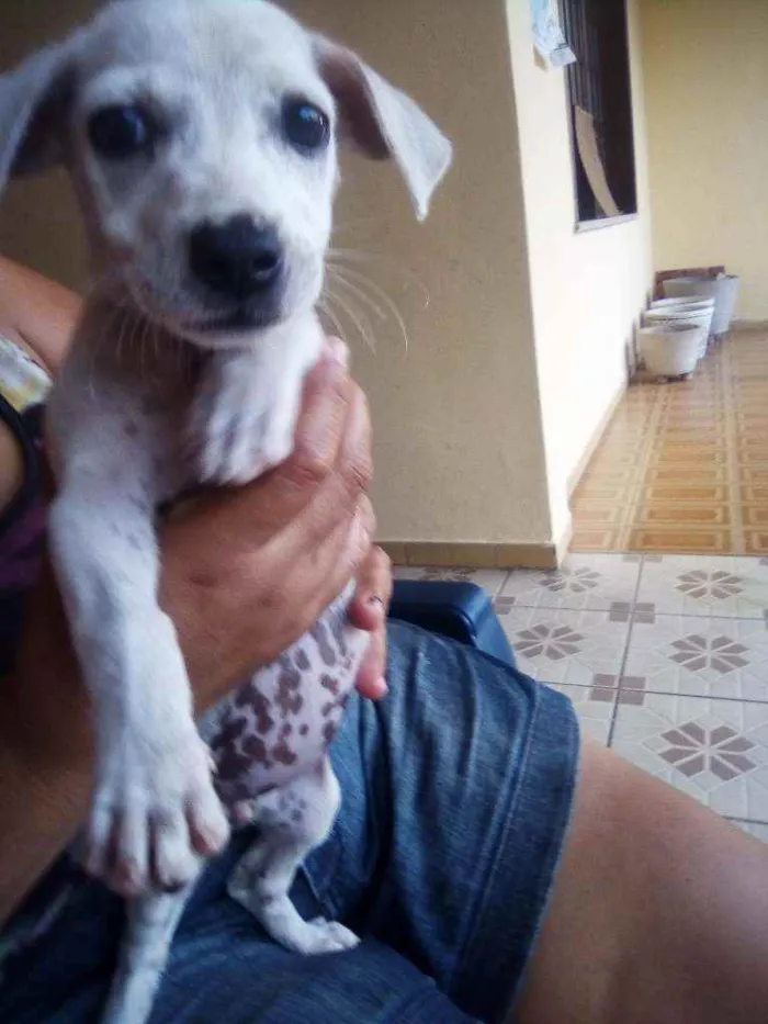 Cachorro raça Rsd idade Abaixo de 2 meses nome Pig 