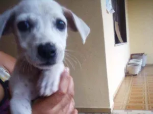 Cachorro raça Rsd idade Abaixo de 2 meses nome Pig 