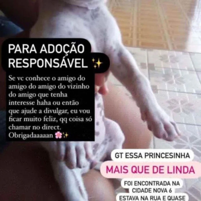 Cachorro raça Rsd idade Abaixo de 2 meses nome Pig 