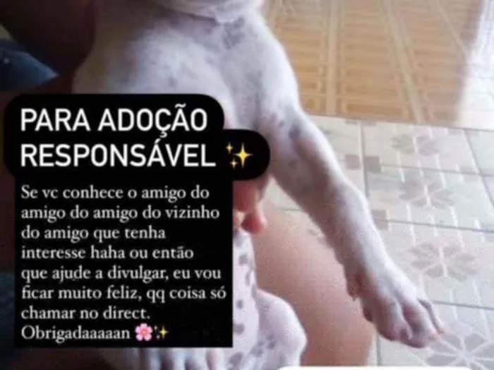 Cachorro raça Rsd idade Abaixo de 2 meses nome Pig 