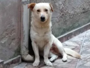 Cachorro raça  idade 2 anos nome Luky