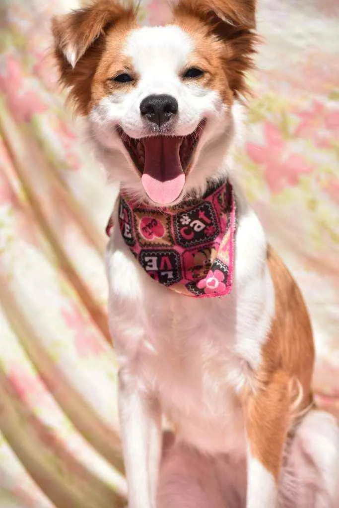 Cachorro ra a SRD idade 1 ano nome Jessy