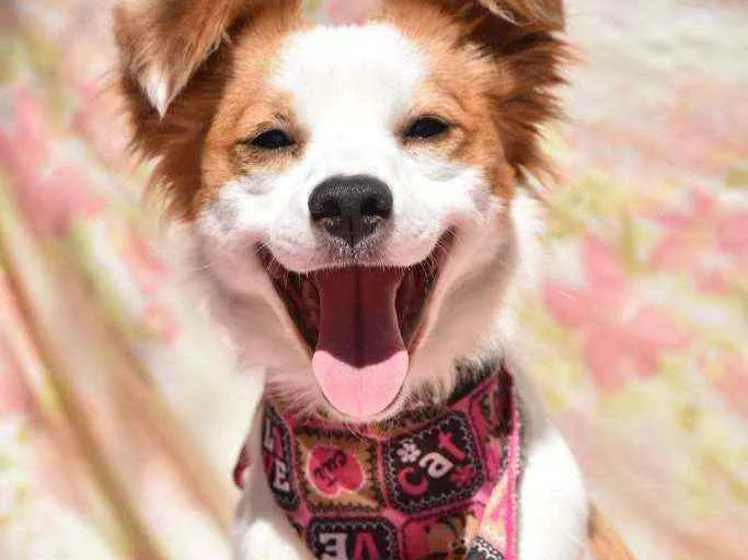 Cachorro ra a SRD idade 1 ano nome Jessy