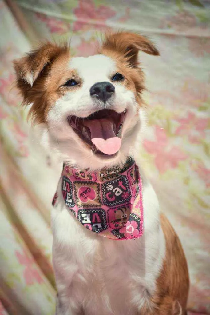 Cachorro ra a SRD idade 1 ano nome Jessy