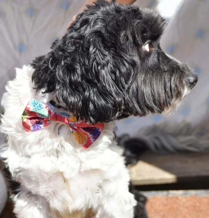 Cachorro ra a SRD idade 2 anos nome Biscoito