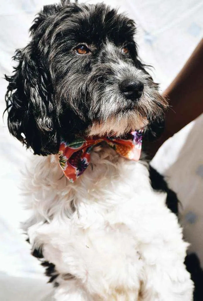 Cachorro ra a SRD idade 2 anos nome Biscoito