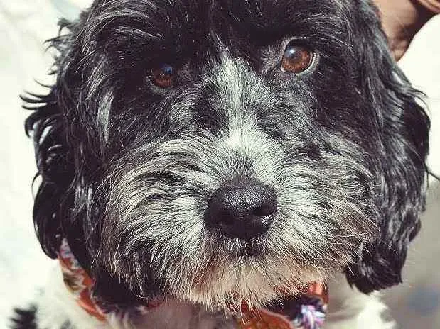Cachorro ra a SRD idade 2 anos nome Biscoito