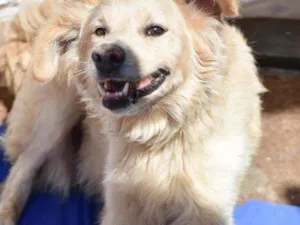 Cachorro raça SRD idade 2 anos nome Chopp