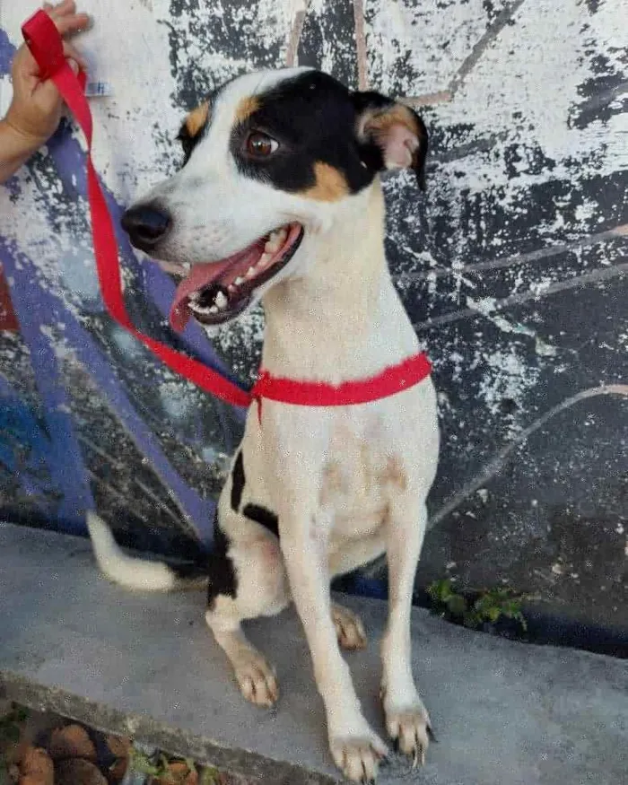 Cachorro ra a Srd idade 7 a 11 meses nome Salomé 