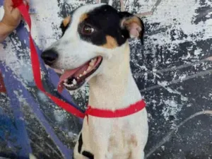 Cachorro raça Srd idade 7 a 11 meses nome Salomé 