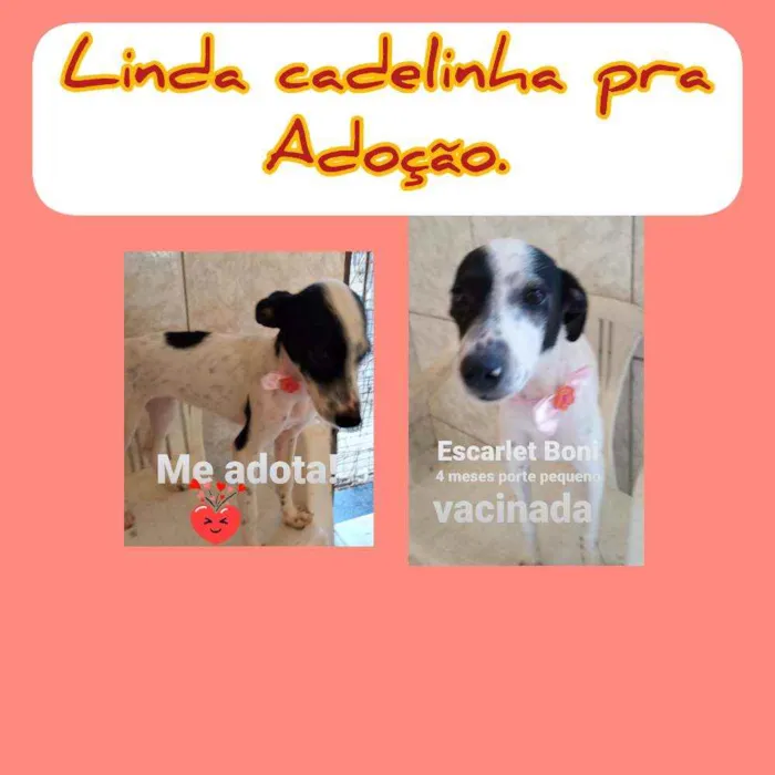 Cachorro ra a Srd idade 2 a 6 meses nome Boni