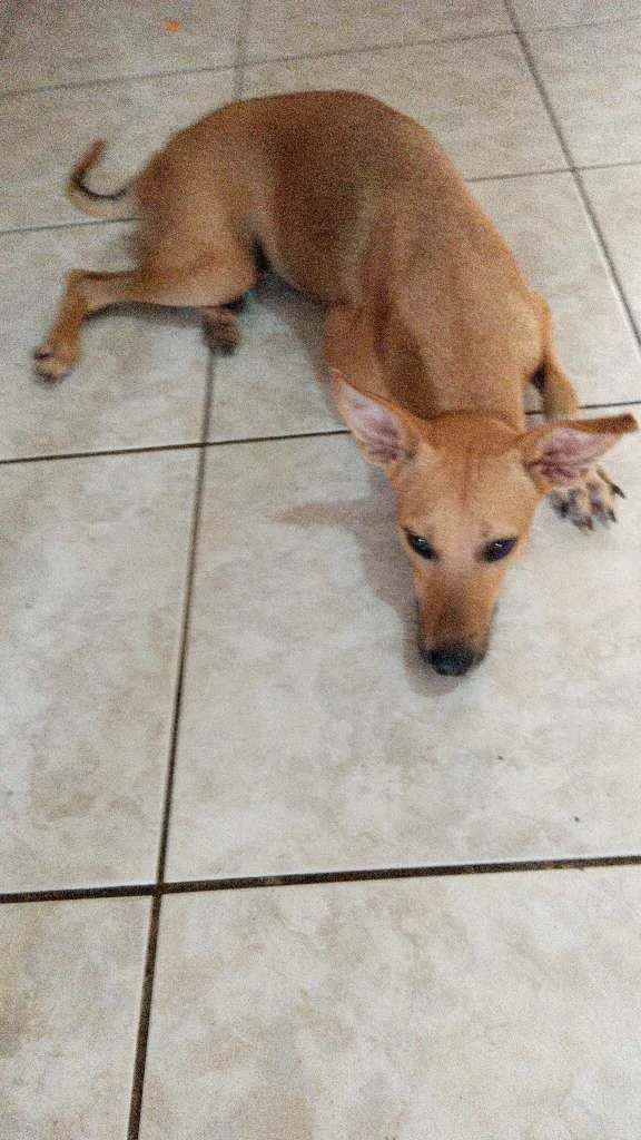 Cachorro ra a Srd idade 1 ano nome Théo 