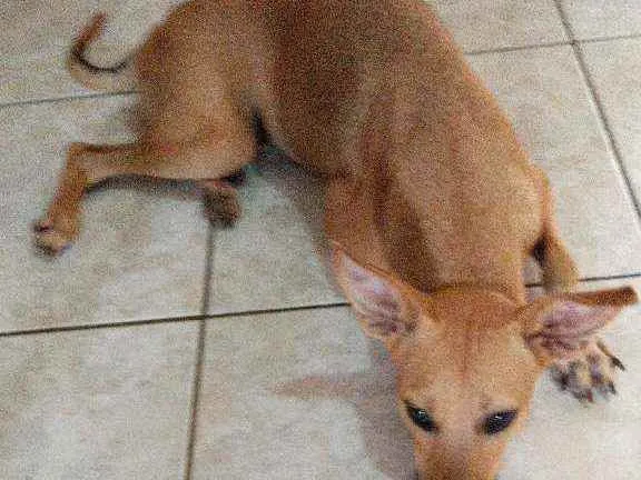 Cachorro ra a Srd idade 1 ano nome Théo 