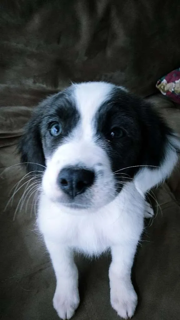 Cachorro ra a Vira-lata idade Abaixo de 2 meses nome Borá S.J.RioPreto
