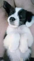 Borá S.J.RioPreto