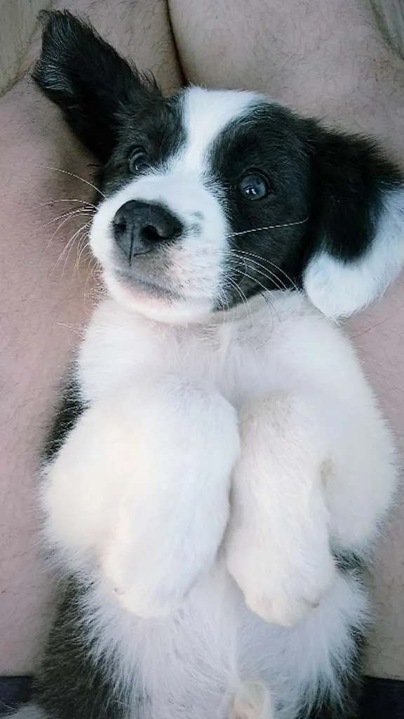 Cachorro ra a Vira-lata idade Abaixo de 2 meses nome Borá S.J.RioPreto