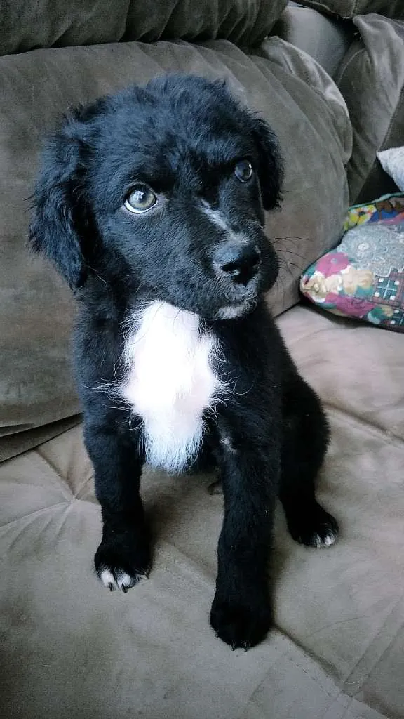 Cachorro ra a Vira-lata idade Abaixo de 2 meses nome Bela S.J.RioPreto