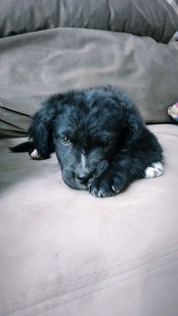Cachorro ra a Vira-lata idade Abaixo de 2 meses nome Bela S.J.RioPreto