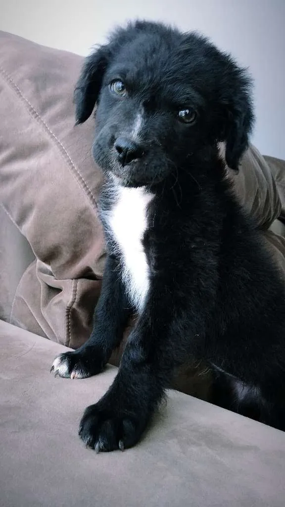 Cachorro ra a Vira-lata idade Abaixo de 2 meses nome Bela S.J.RioPreto
