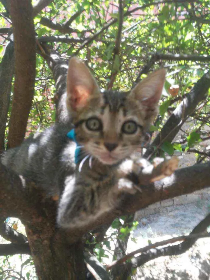 Gato ra a Tigrado idade 2 a 6 meses nome Dick