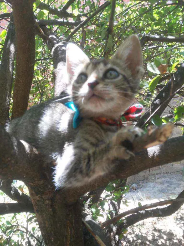Gato ra a Tigrado idade 2 a 6 meses nome Dick