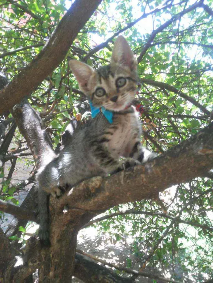 Gato ra a Tigrado idade 2 a 6 meses nome Dick