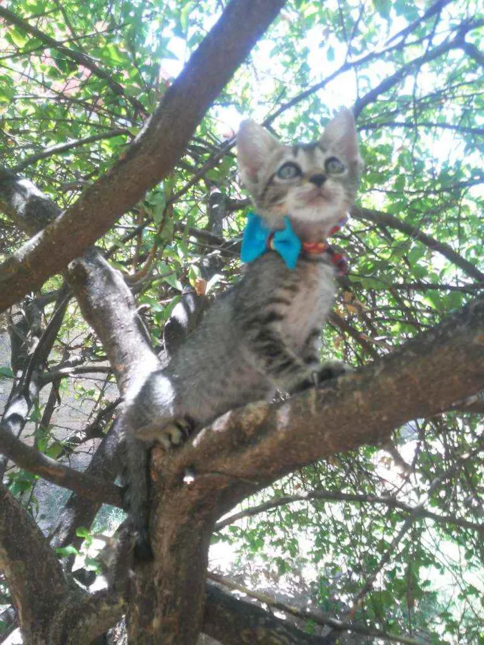 Gato ra a Tigrado idade 2 a 6 meses nome Dick