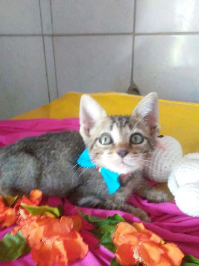 Gato ra a Tigrado idade 2 a 6 meses nome Dick