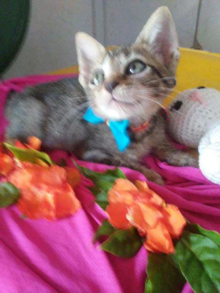 Gato ra a Tigrado idade 2 a 6 meses nome Dick
