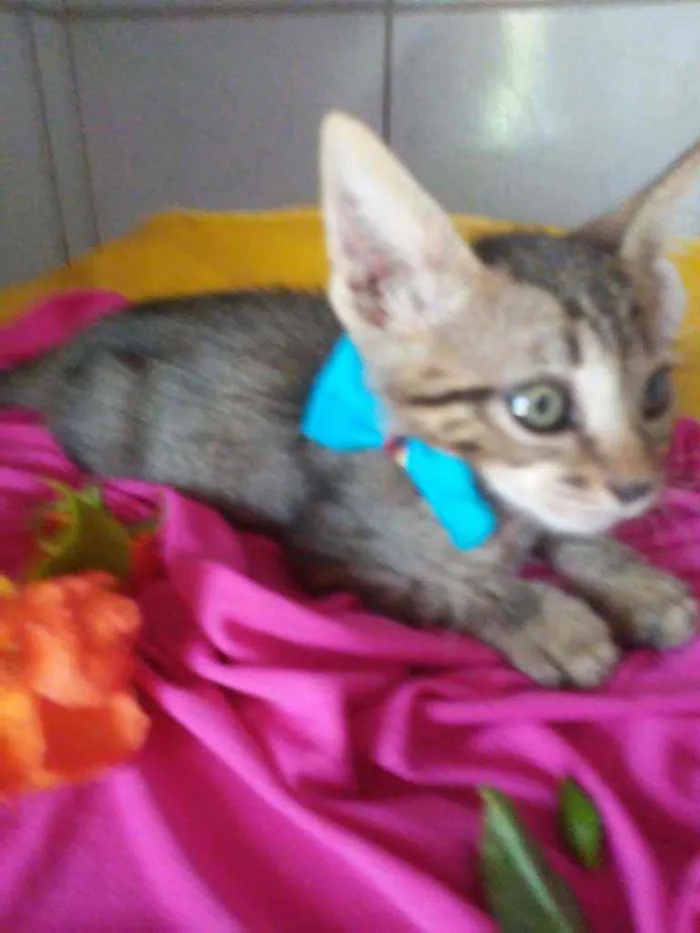 Gato ra a Tigrado idade 2 a 6 meses nome Dick