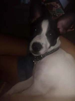 Cachorro raça Srd idade 2 a 6 meses nome Hannah