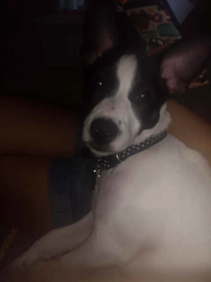 Cachorro ra a Srd idade 2 a 6 meses nome Hannah
