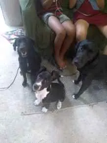 Cachorro raça Labrador com vira lata idade 2 anos nome Negão e neguinha