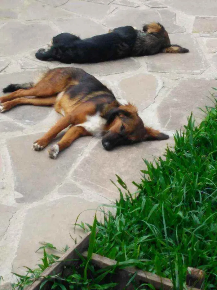 Cachorro ra a Indefinida idade 3 anos nome Pantera e bibi