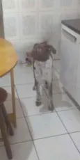 Cachorro raça vira-lata idade 2 a 6 meses nome Half