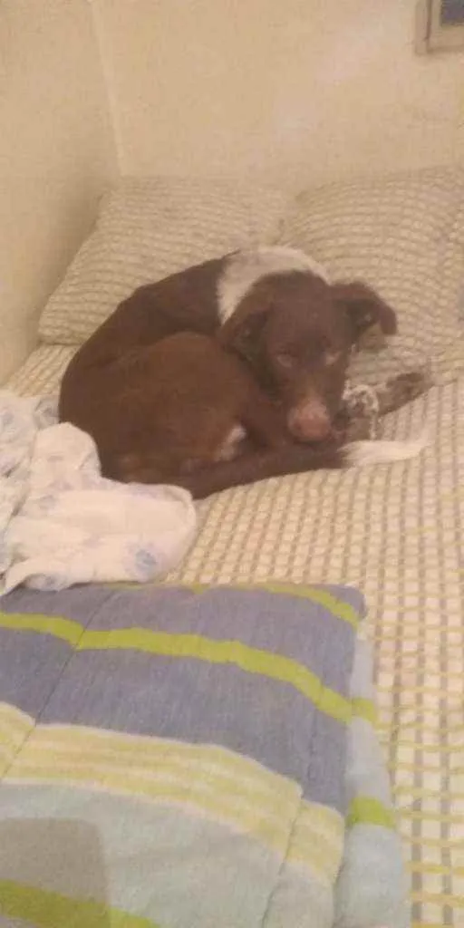 Cachorro raça vira-lata idade 2 a 6 meses nome Half